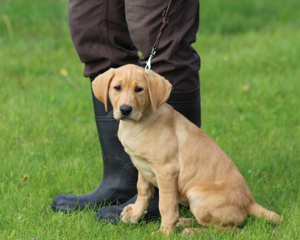 Retrievers club cheap